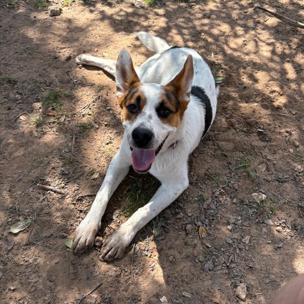 Enlarge Radar, a Adoptable mixed breed in Wadena, MN image 2/5