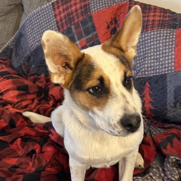 Enlarge Radar, a Adoptable mixed breed in Wadena, MN image 3/5