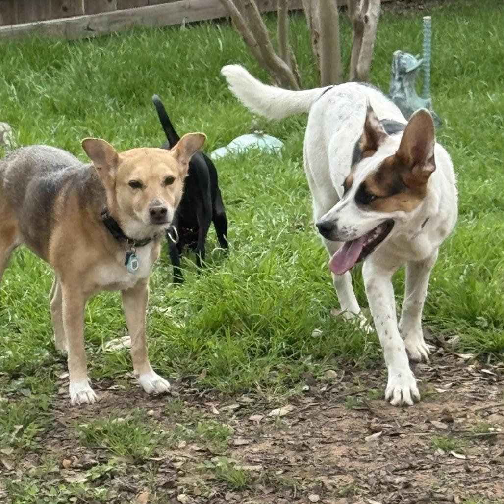 Enlarge Radar, a Adoptable mixed breed in Wadena, MN image 4/5