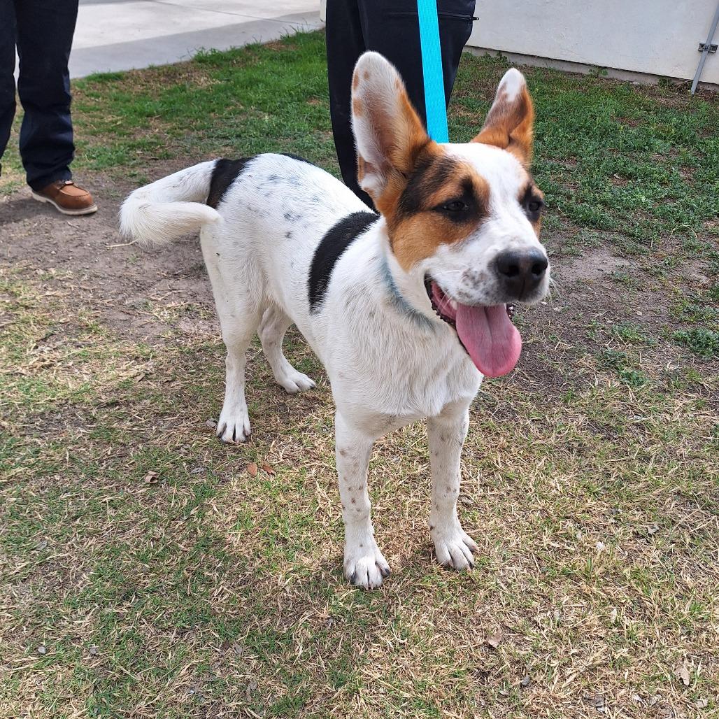 Enlarge Radar, a Adoptable mixed breed in Wadena, MN image 5/5