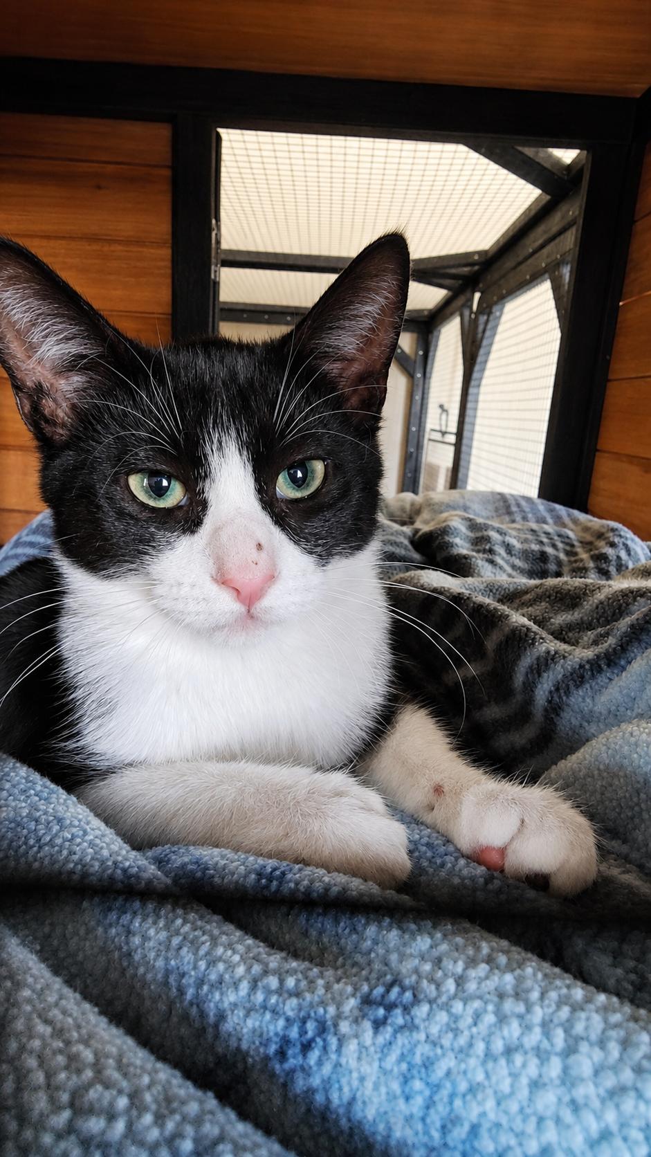 ASH (ASHLEY), ADOPTABLE, Kitten Female Tuxedo & American Shorthair.