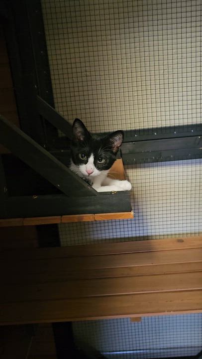 Enlarge ASH (ASHLEY), a ADOPTABLE mixed breed in Pinedale, WY video 2/2