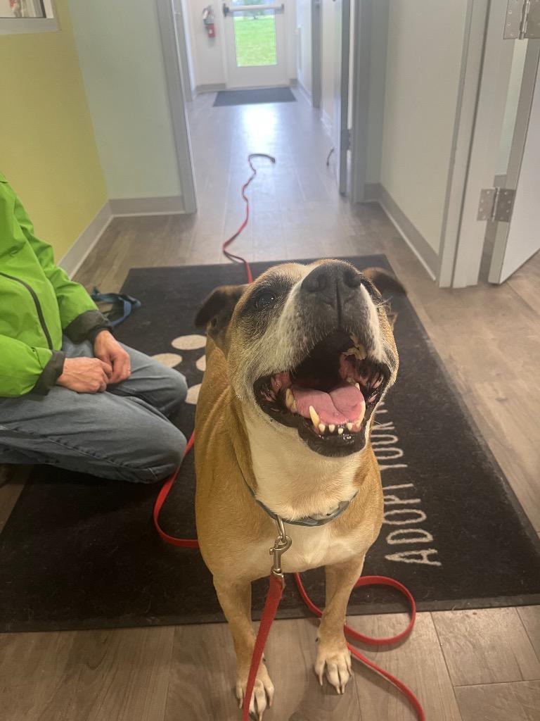 June Bug, Adoptable, Senior Female Boxer & Mixed Breed.