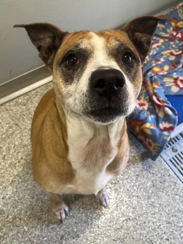 Enlarge June Bug, a Adoptable mixed breed in Auburn, IN image 1/1