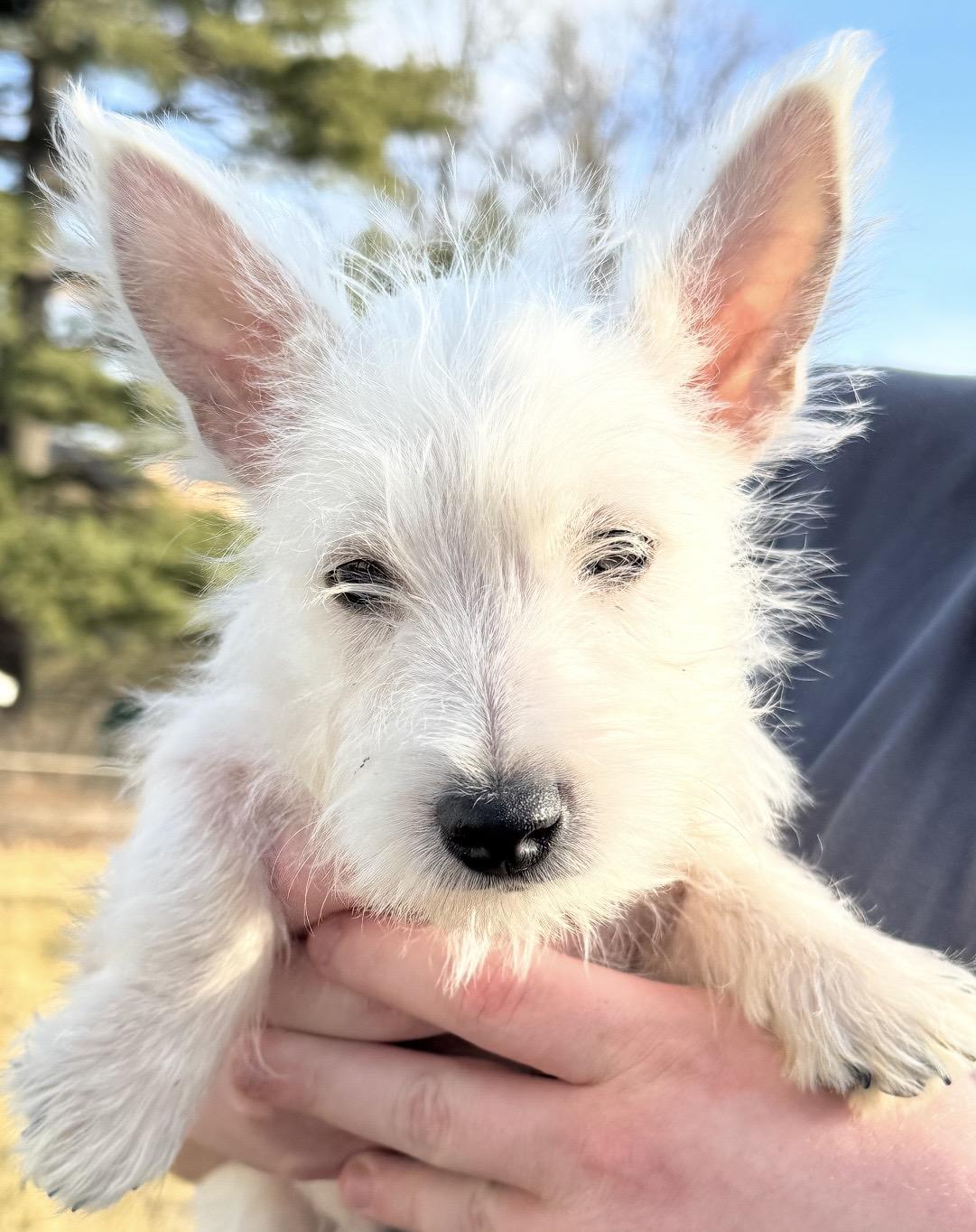 Enlarge Prince-adoption pending, an adopted West Highland White Terrier / Westie in Omaha, NE image 1/1