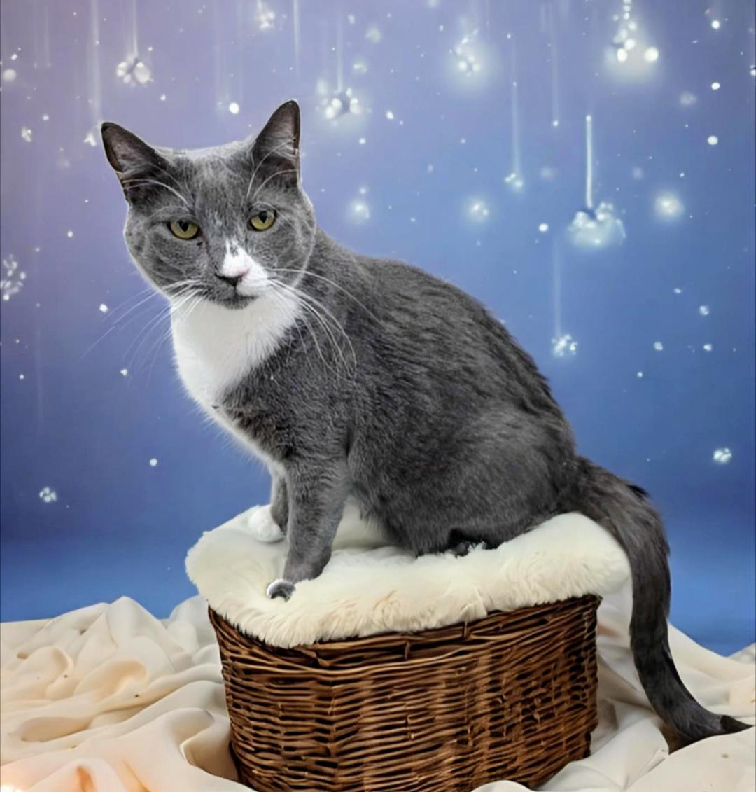 Enlarge Lucky, a Adoptable mixed breed in West Palm Beach, FL image 6/6