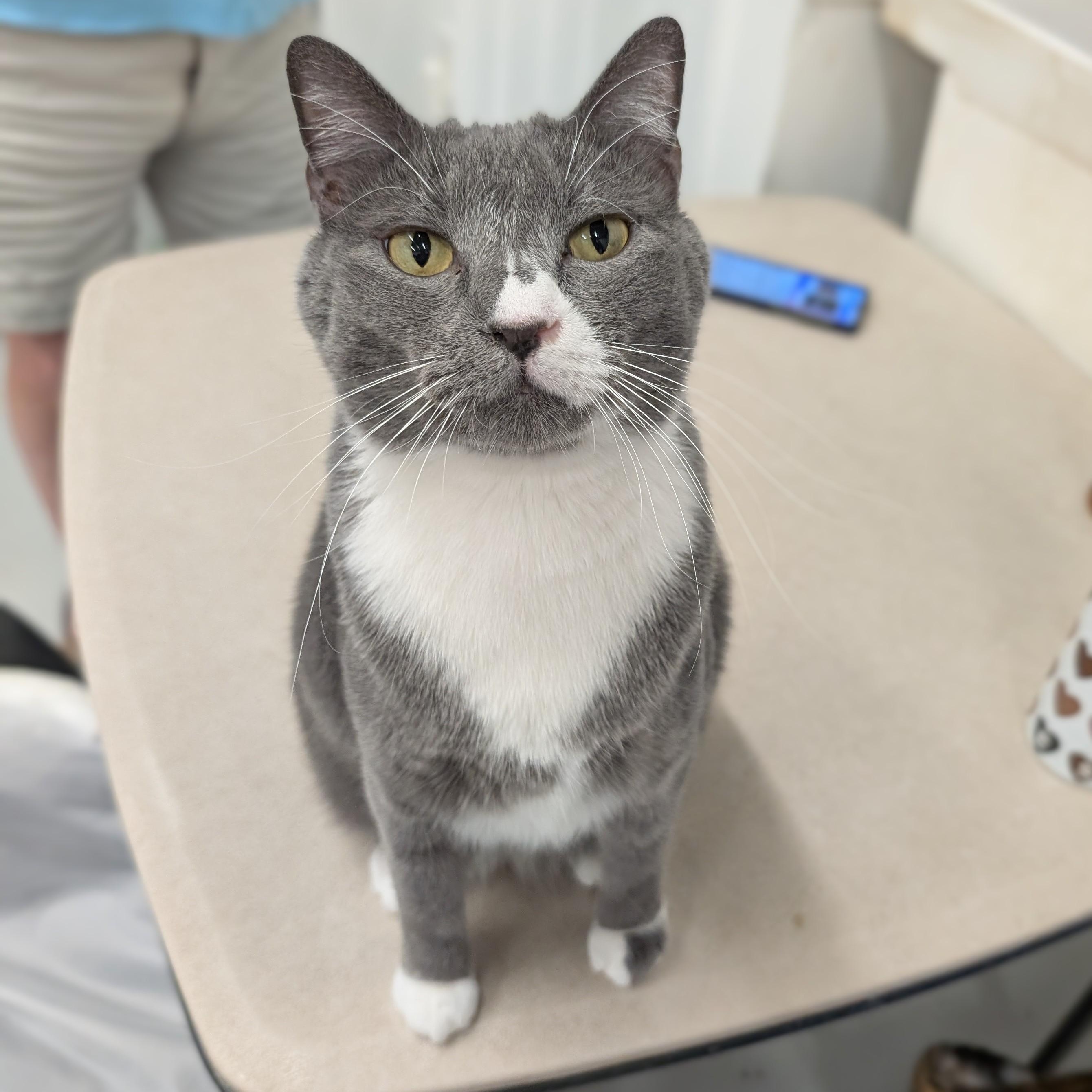 Enlarge Lucky, a Adoptable mixed breed in West Palm Beach, FL image 4/6