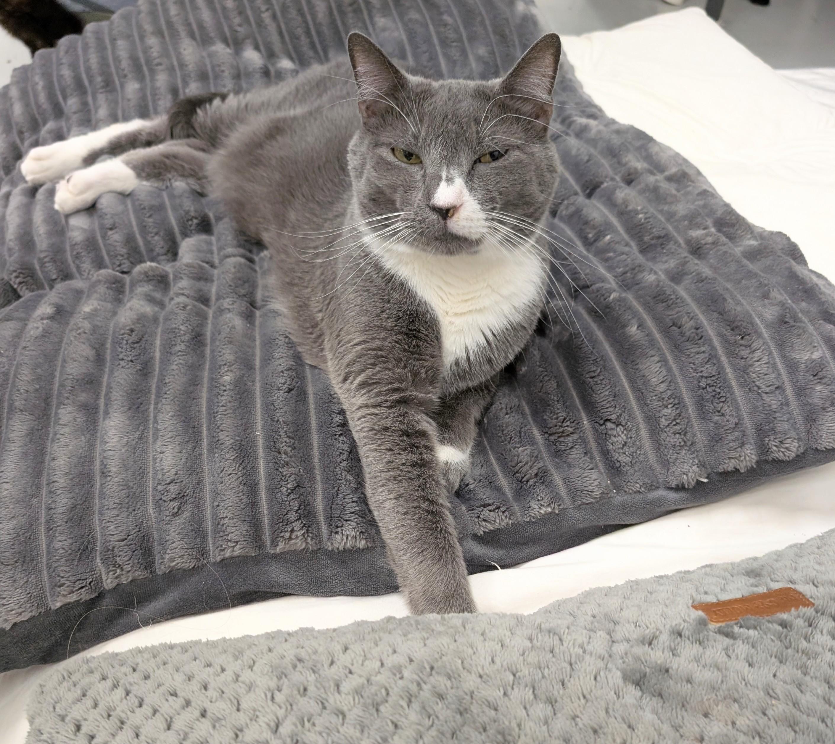 Enlarge Lucky, a Adoptable mixed breed in West Palm Beach, FL image 2/6