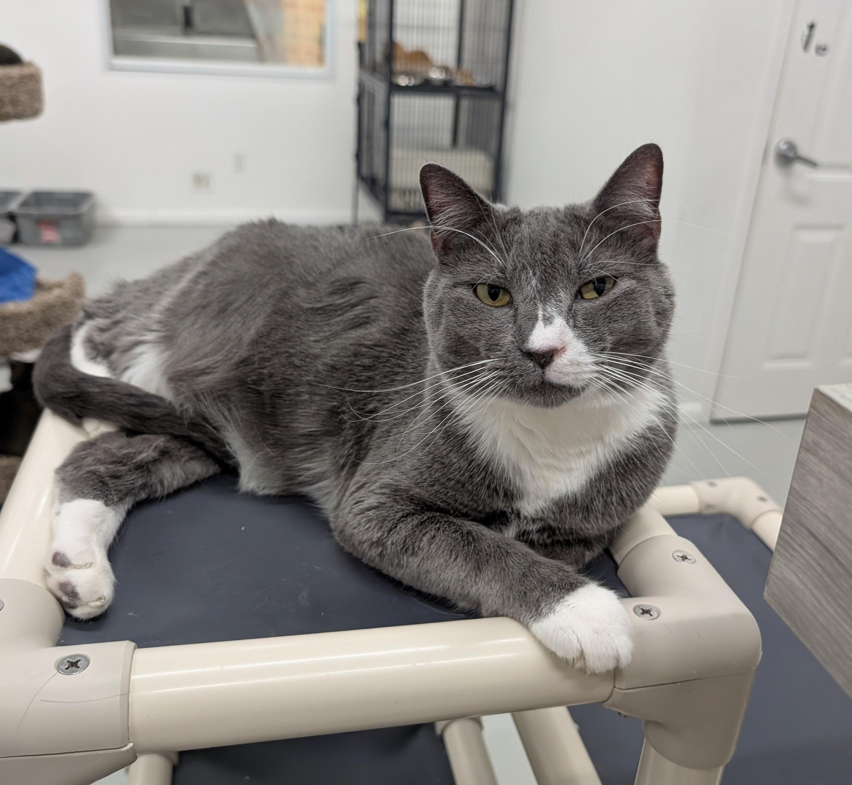 Enlarge Lucky, a Adoptable mixed breed in West Palm Beach, FL image 3/6