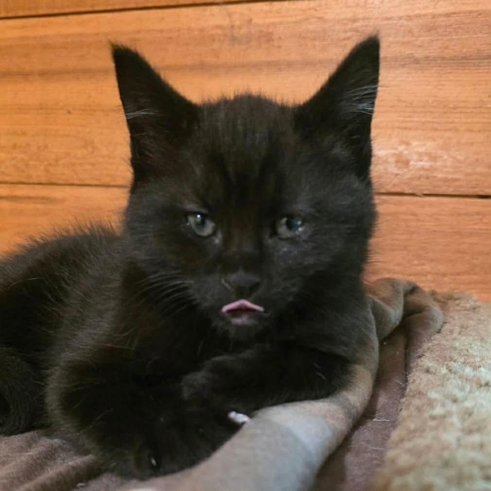 Rockwell, ADOPTABLE, Kitten Male Domestic Short Hair.