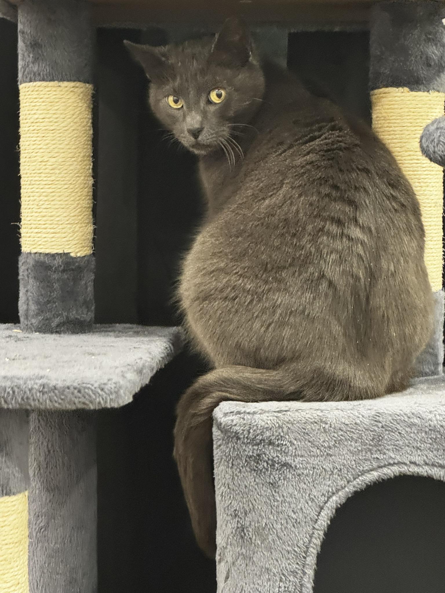 Enlarge Grit, a ADOPTABLE Domestic Short Hair in Allentown, PA image 3/5