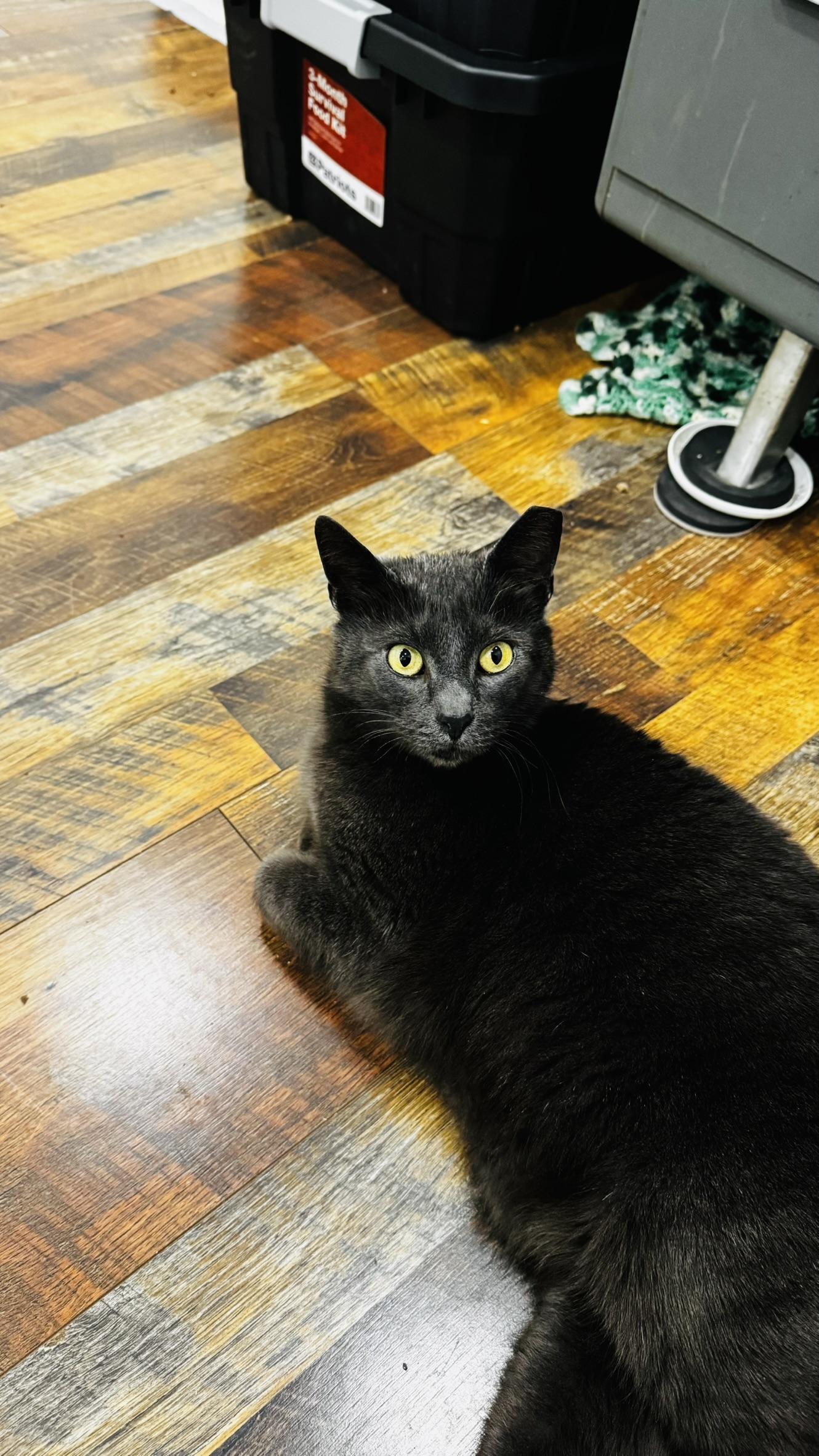 Enlarge Grit, a ADOPTABLE Domestic Short Hair in Allentown, PA image 4/5