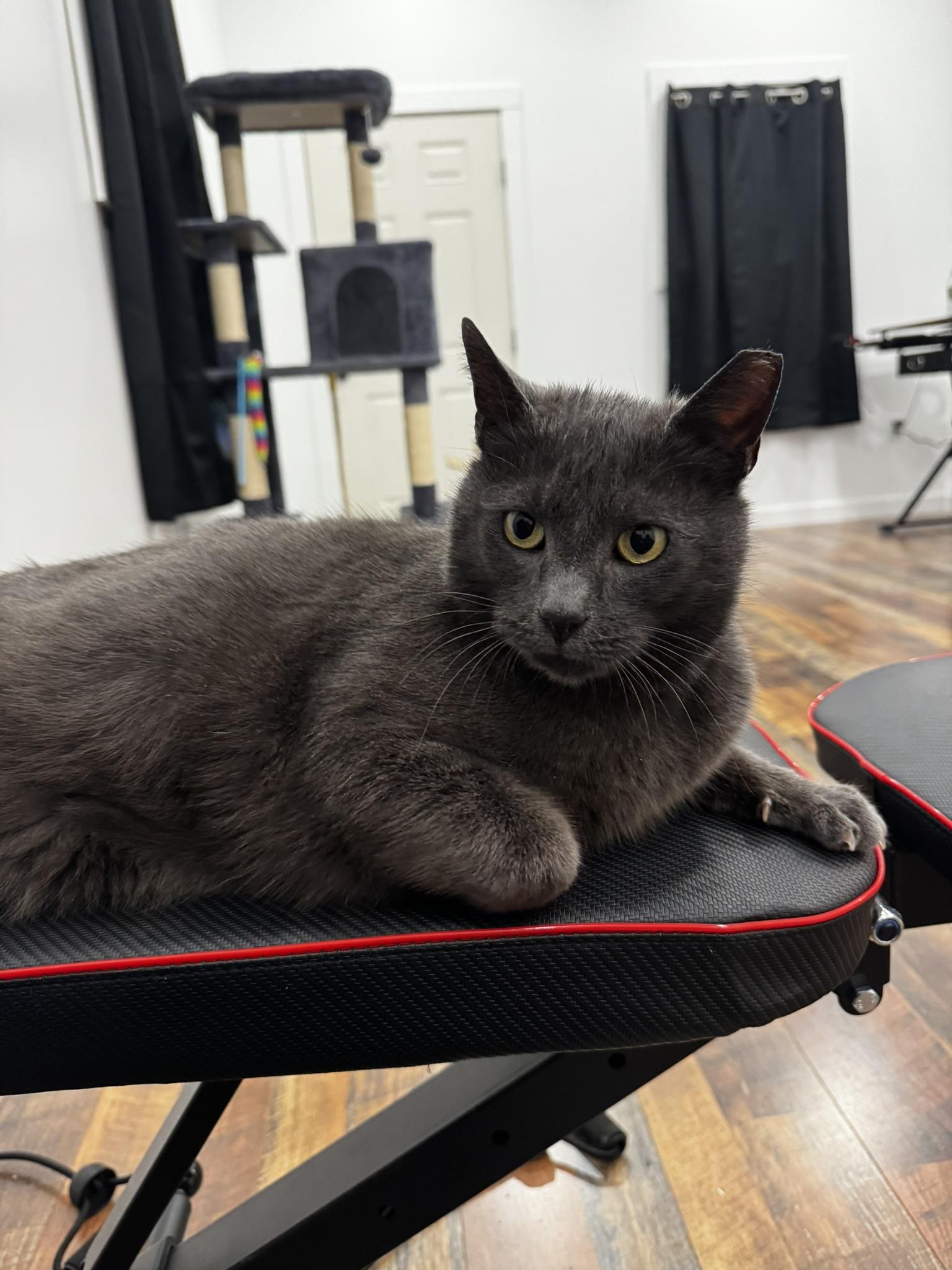 Enlarge Grit, a ADOPTABLE Domestic Short Hair in Allentown, PA image 2/5