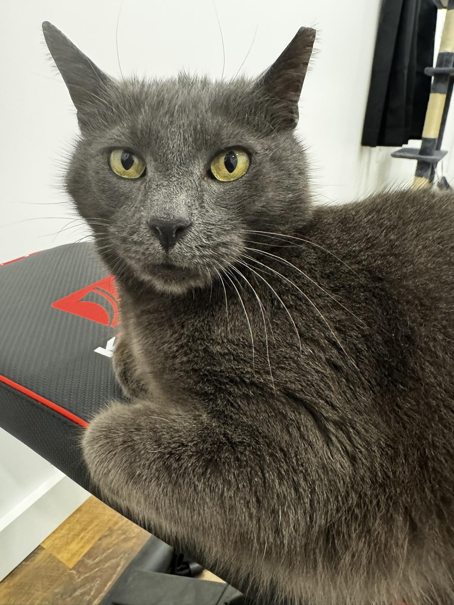 Grit, ADOPTABLE, Young Male Domestic Short Hair.