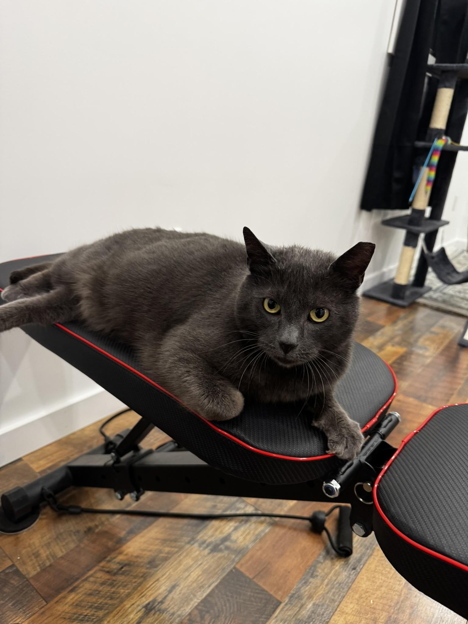 Enlarge Grit, a ADOPTABLE Domestic Short Hair in Allentown, PA image 5/5