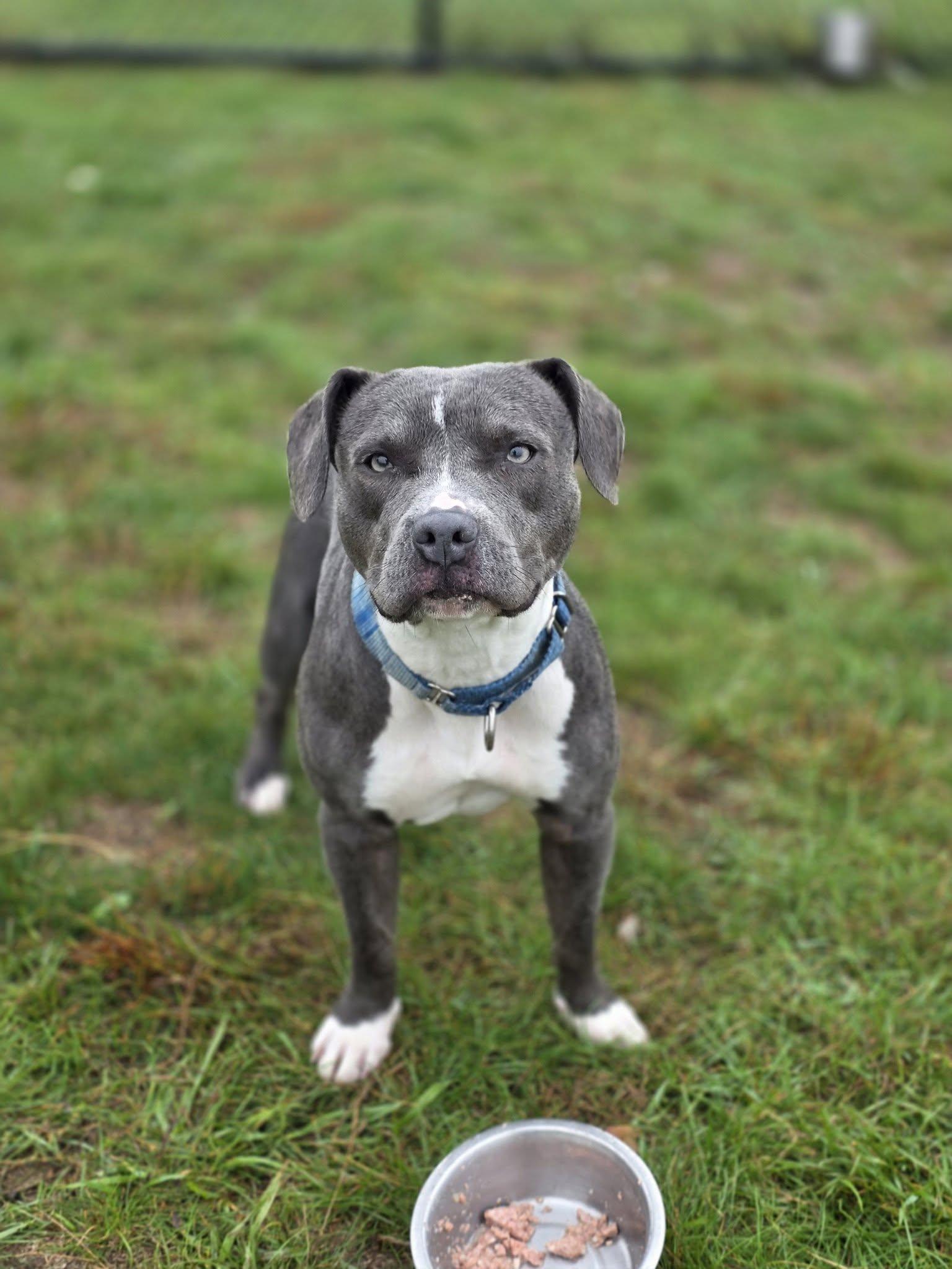 Enlarge Rosie, a Adoptable Pit Bull Terrier in Shelby, MI image 1/2