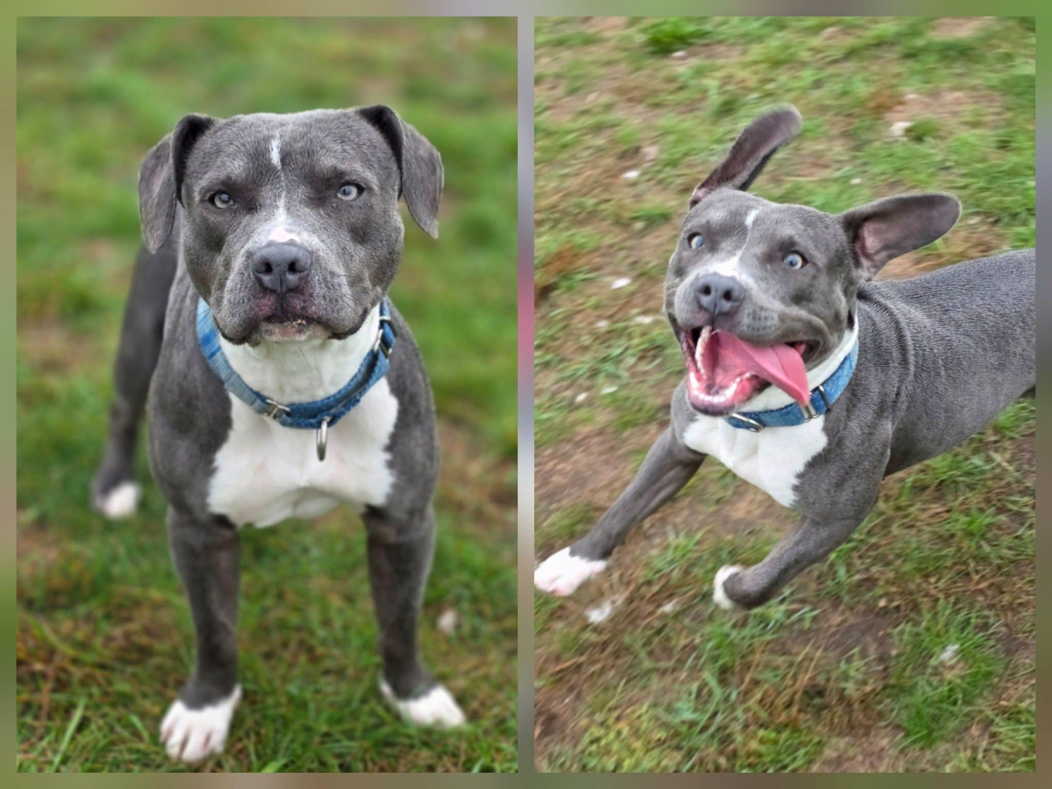 Enlarge Rosie, a Adoptable Pit Bull Terrier in Shelby, MI image 2/2