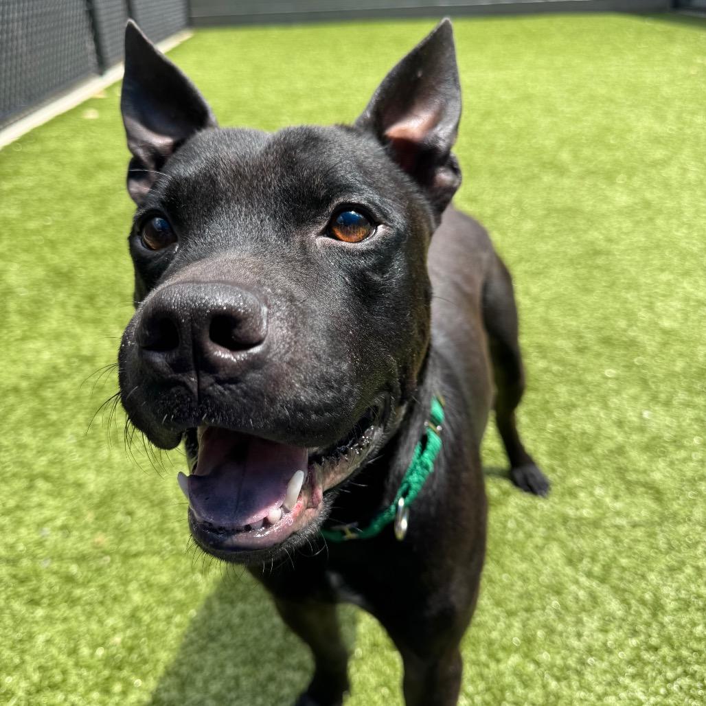 Enlarge Kermit, a Adoptable Mixed Breed in Greensboro, NC image 1/4
