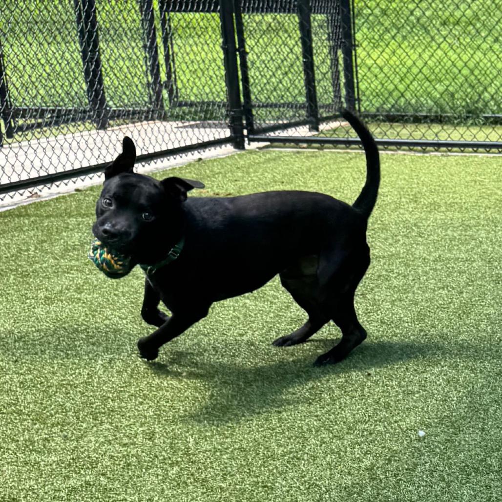 Enlarge Kermit, a Adoptable Mixed Breed in Greensboro, NC image 2/4