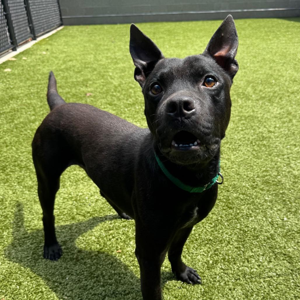 Enlarge Kermit, a Adoptable Mixed Breed in Greensboro, NC image 3/4