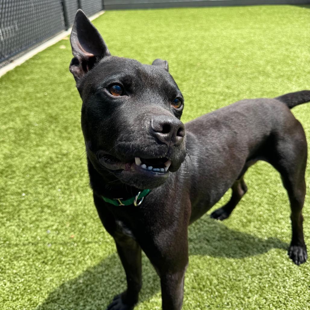 Enlarge Kermit, a Adoptable Mixed Breed in Greensboro, NC image 4/4