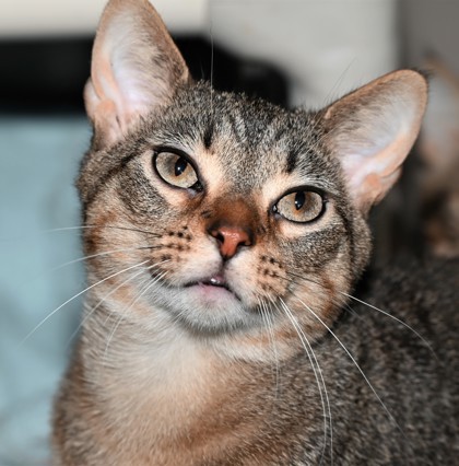 Hickory, an adoptable Domestic Short Hair in Venice, FL, 34293 | Photo Image 1