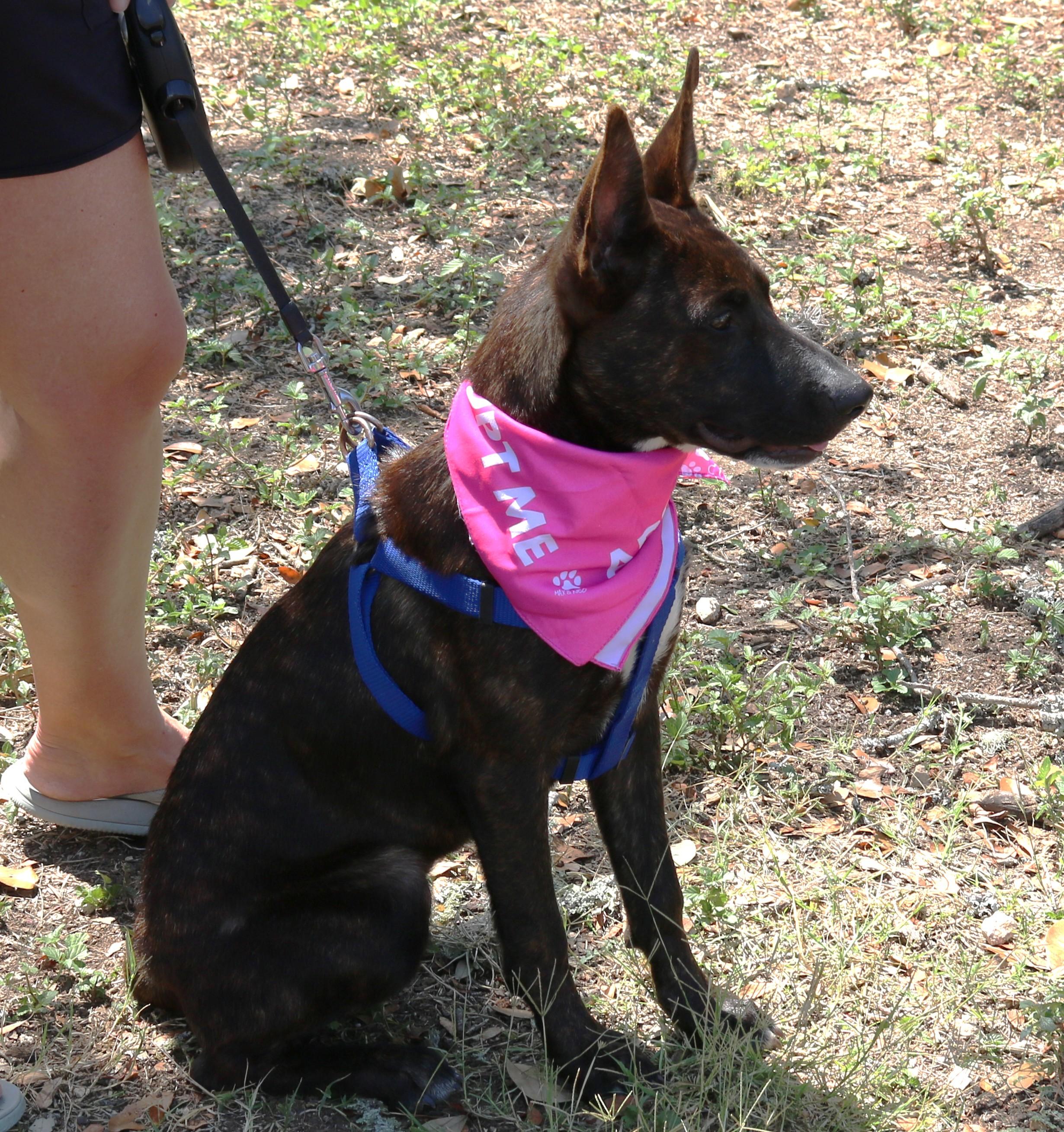 Enlarge Koa, a Adoptable mixed breed in Bandera, TX image 1/5