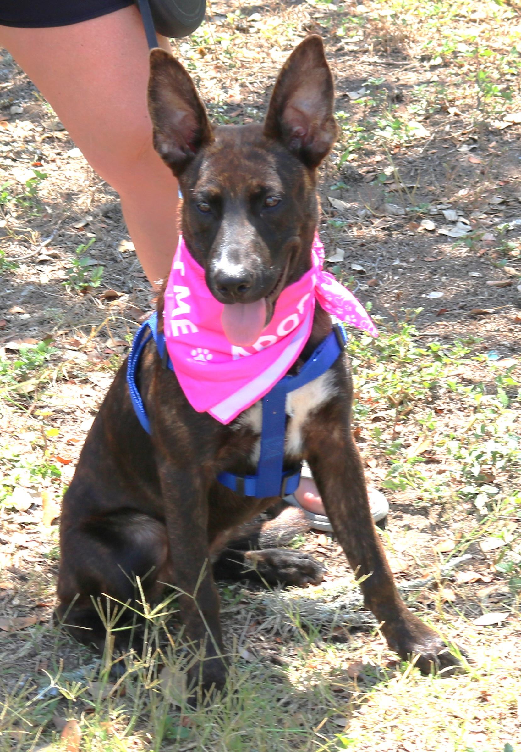 Enlarge Koa, a Adoptable mixed breed in Bandera, TX image 2/5