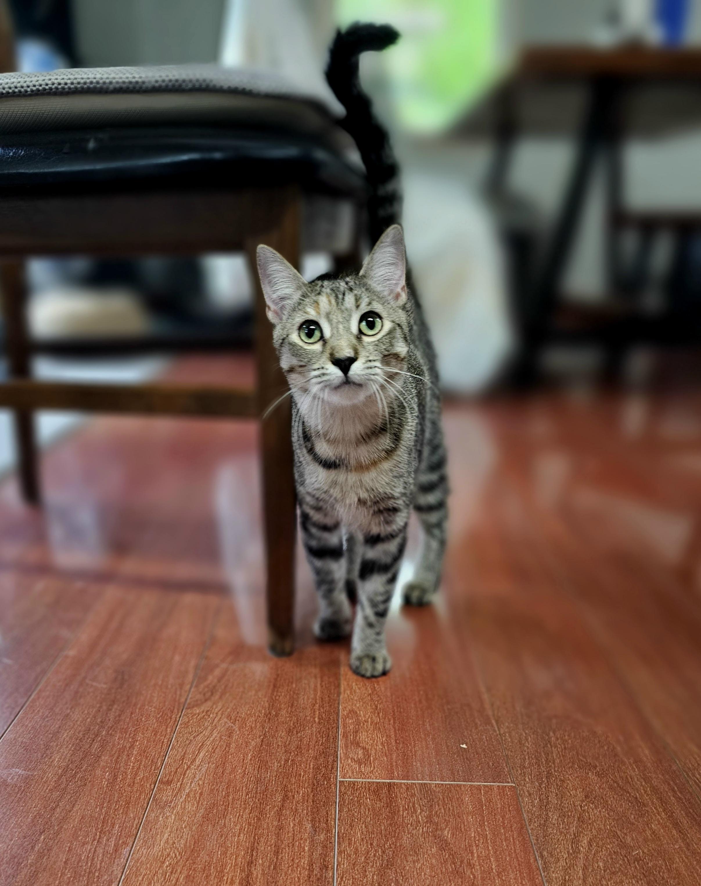 Sassy, an adoptable Tabby in Syracuse, NY image 4/6