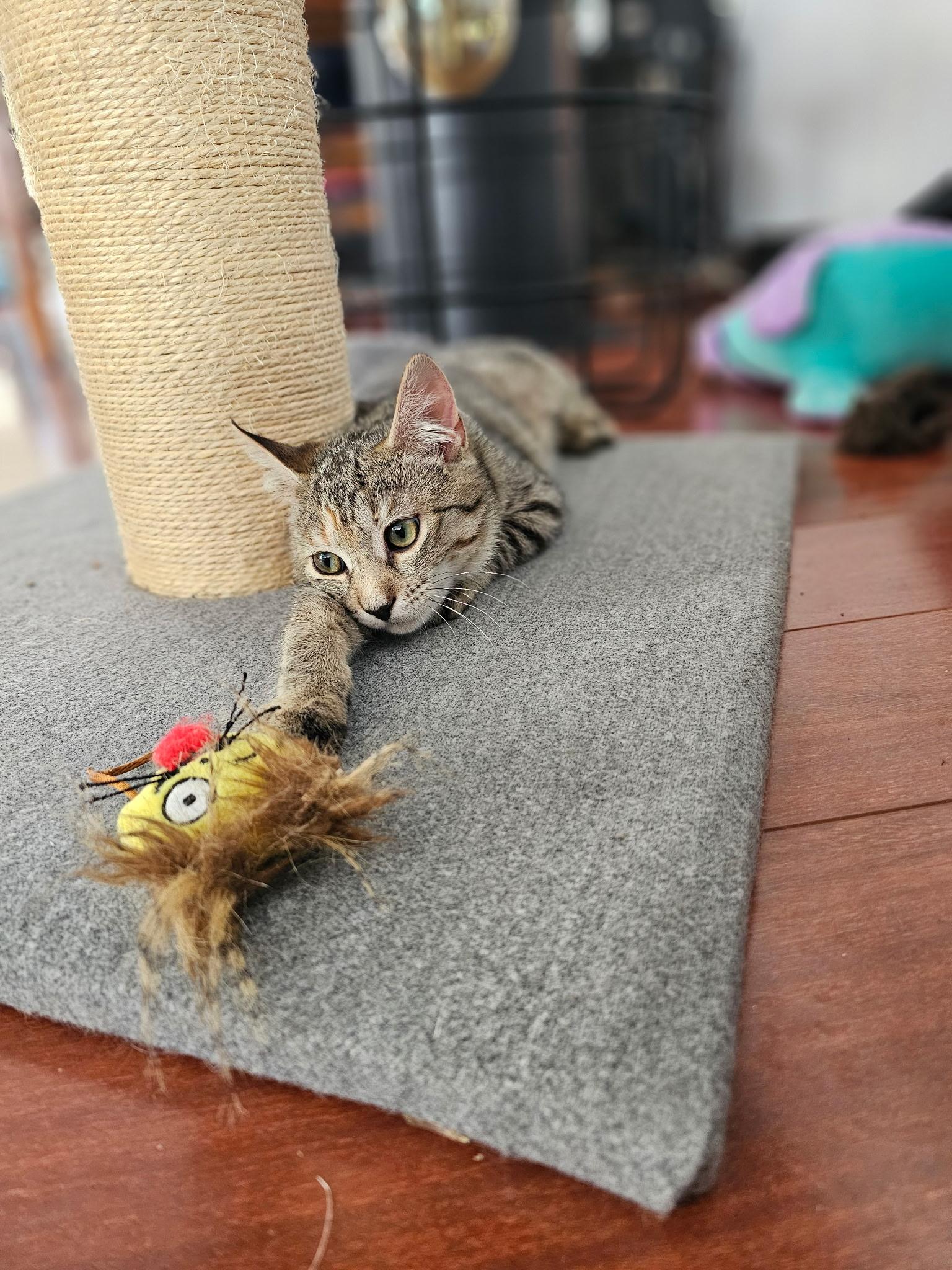 Enlarge Sassy, a ADOPTABLE Tabby in Syracuse, NY image 4/6