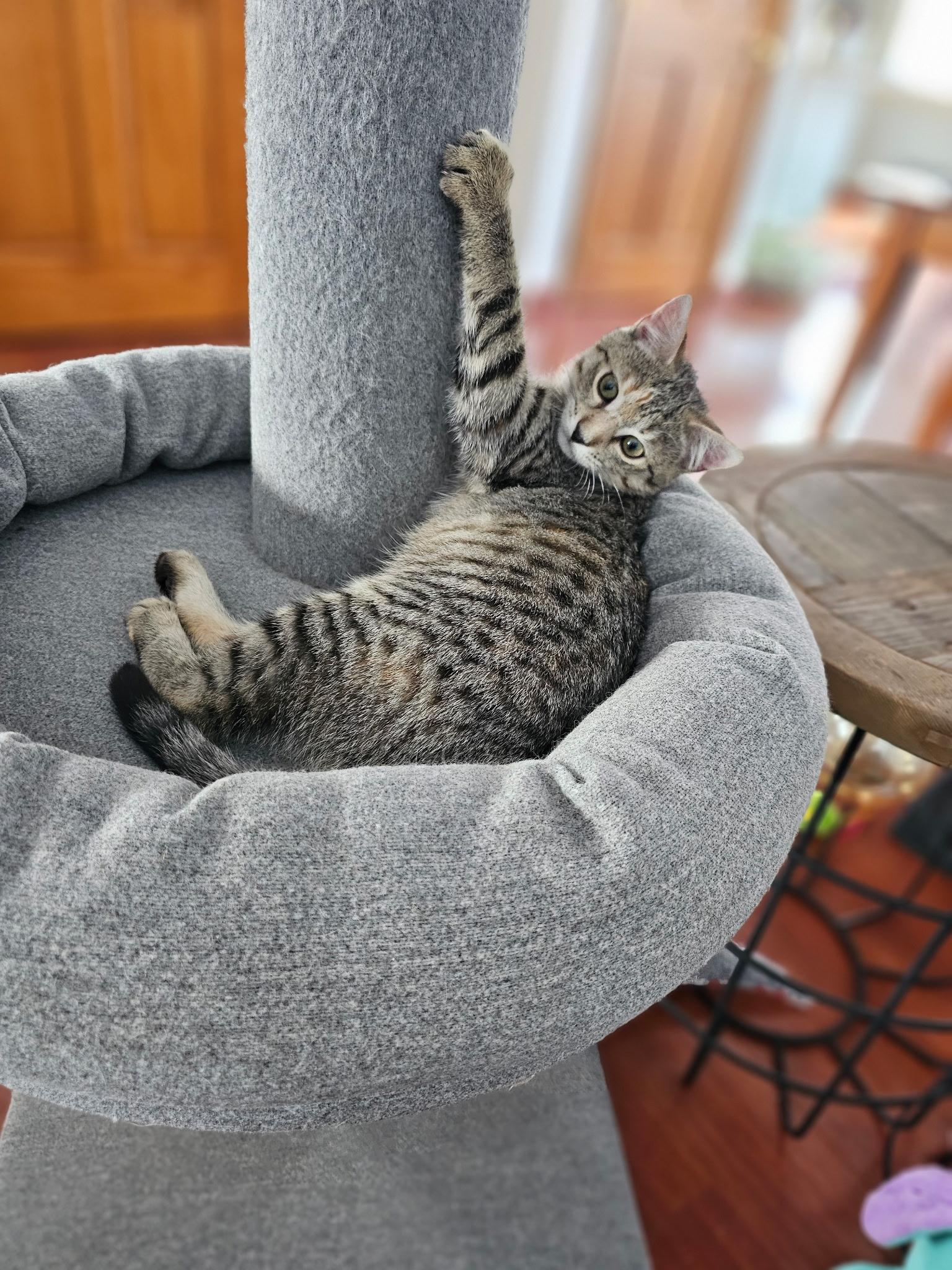 Enlarge Sassy, a ADOPTABLE Tabby in Syracuse, NY image 3/6