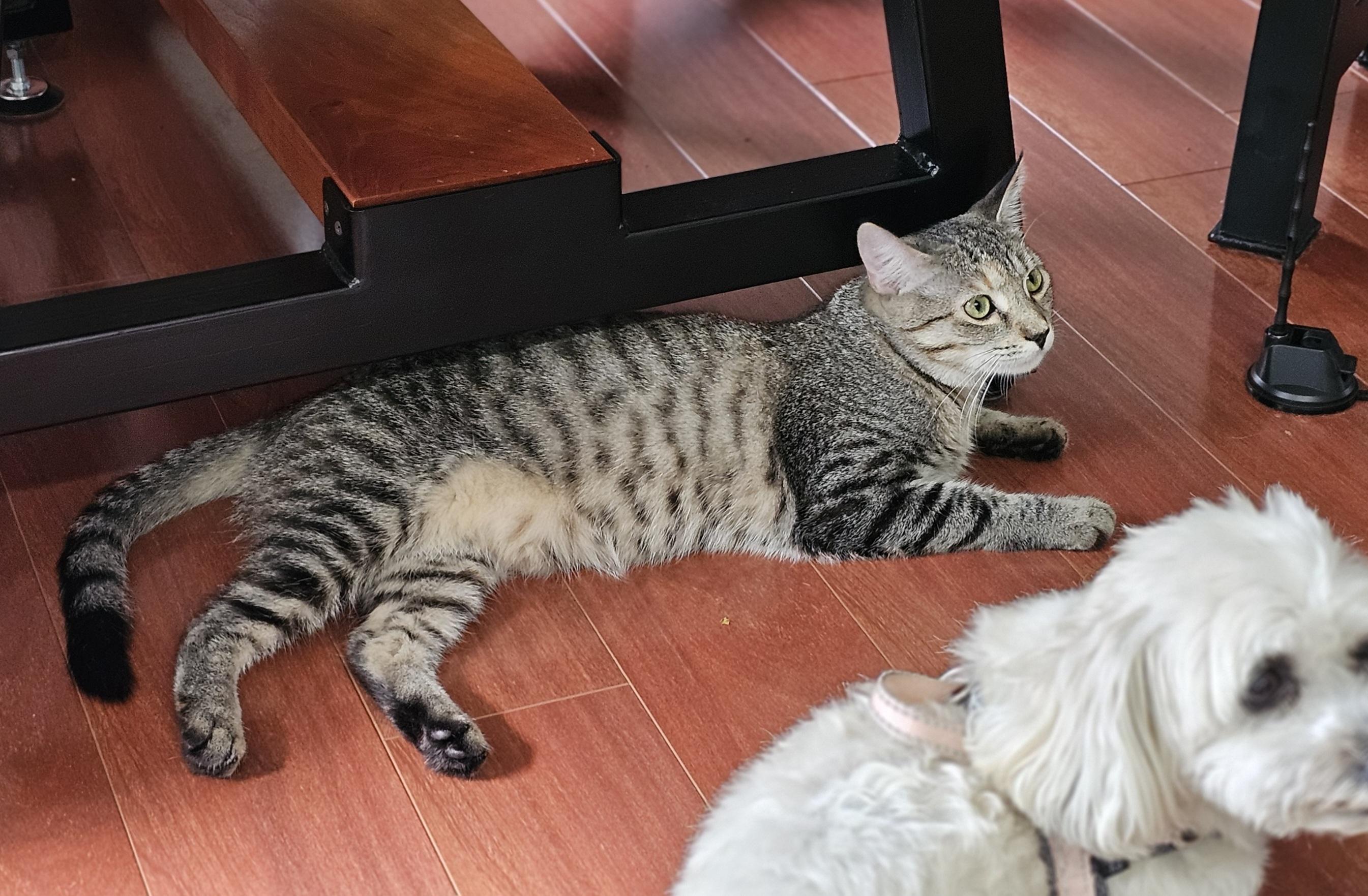 Sassy, an adoptable Tabby in Syracuse, NY image 2/6