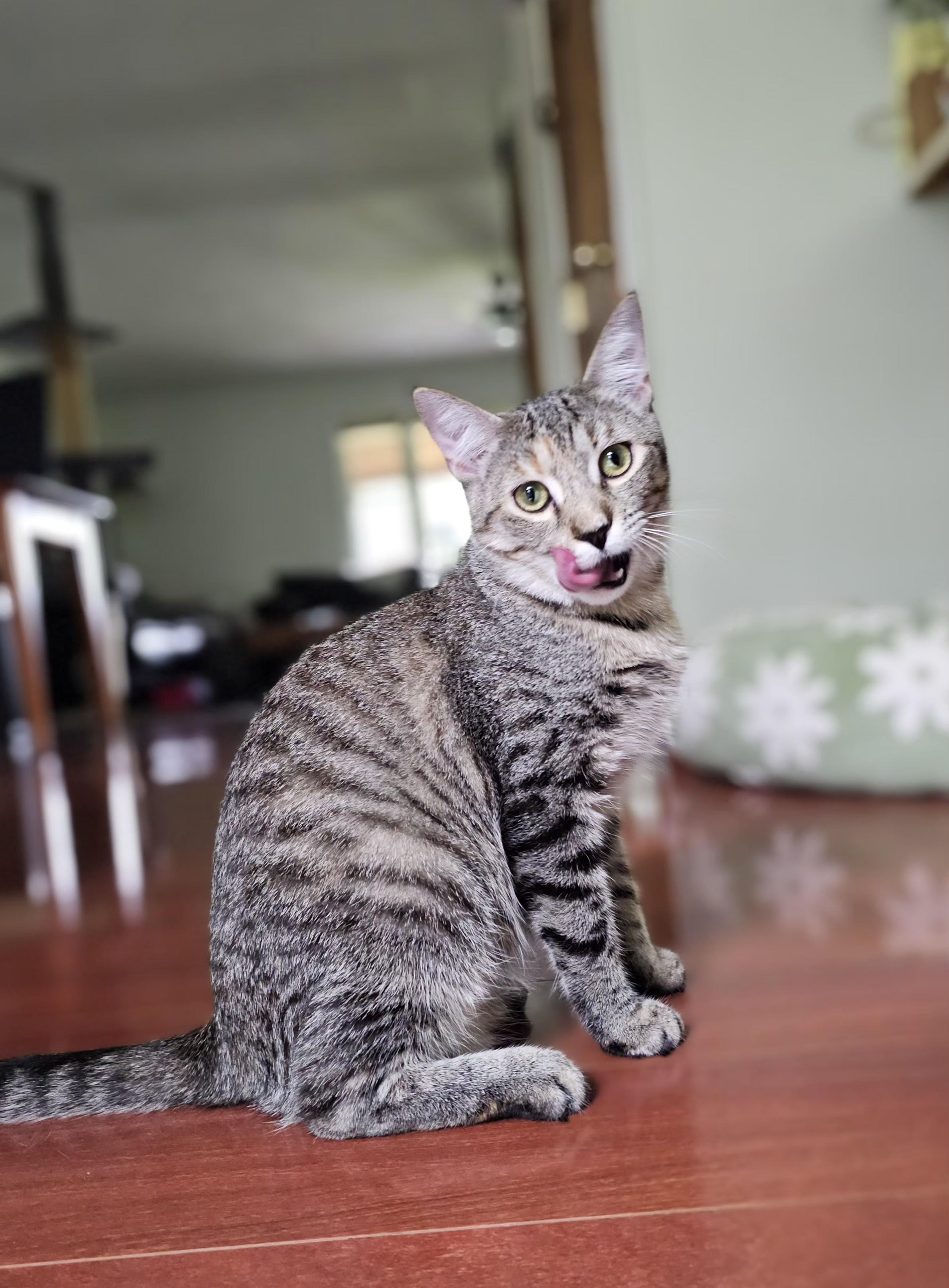 Sassy, adoptable, Young Female Tabby.