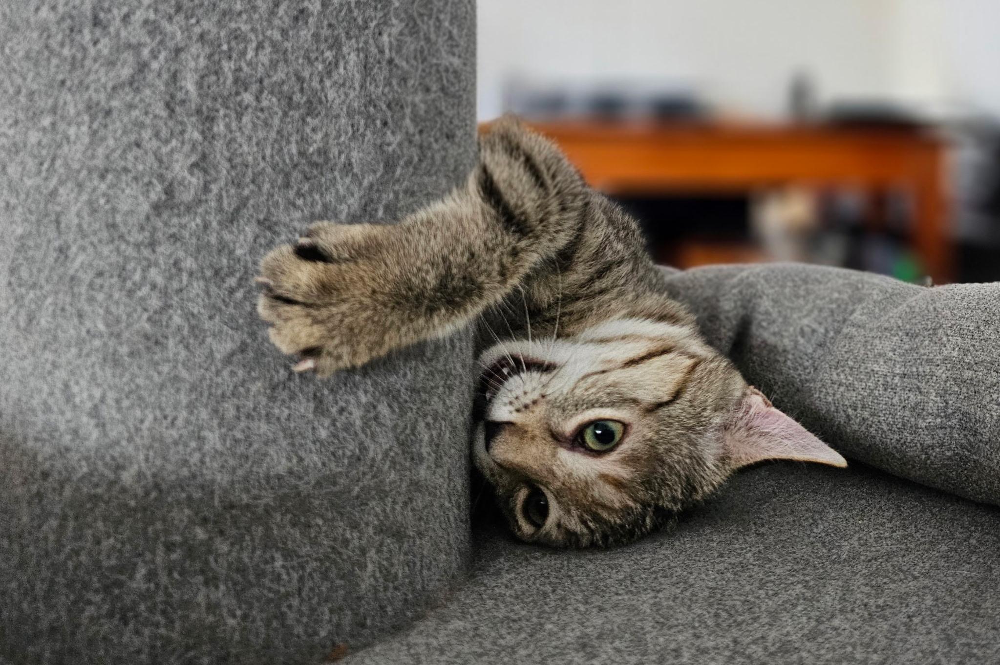 Enlarge Sassy, a ADOPTABLE Tabby in Syracuse, NY image 6/6