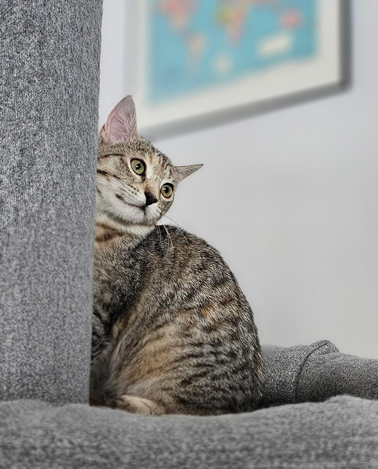 Enlarge Sassy, a ADOPTABLE Tabby in Syracuse, NY image 2/6