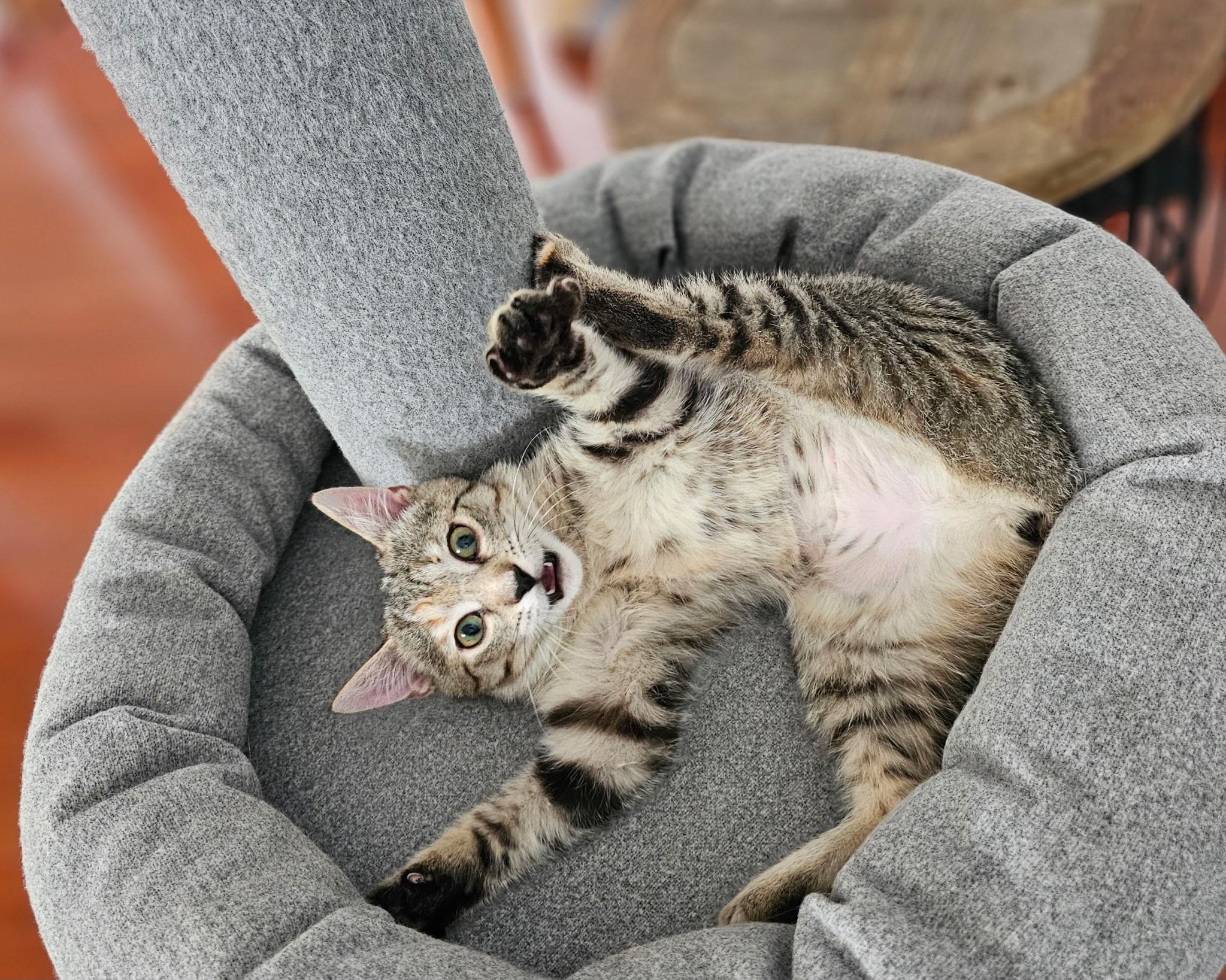 Sassy, ADOPTABLE, Kitten Female Tabby.