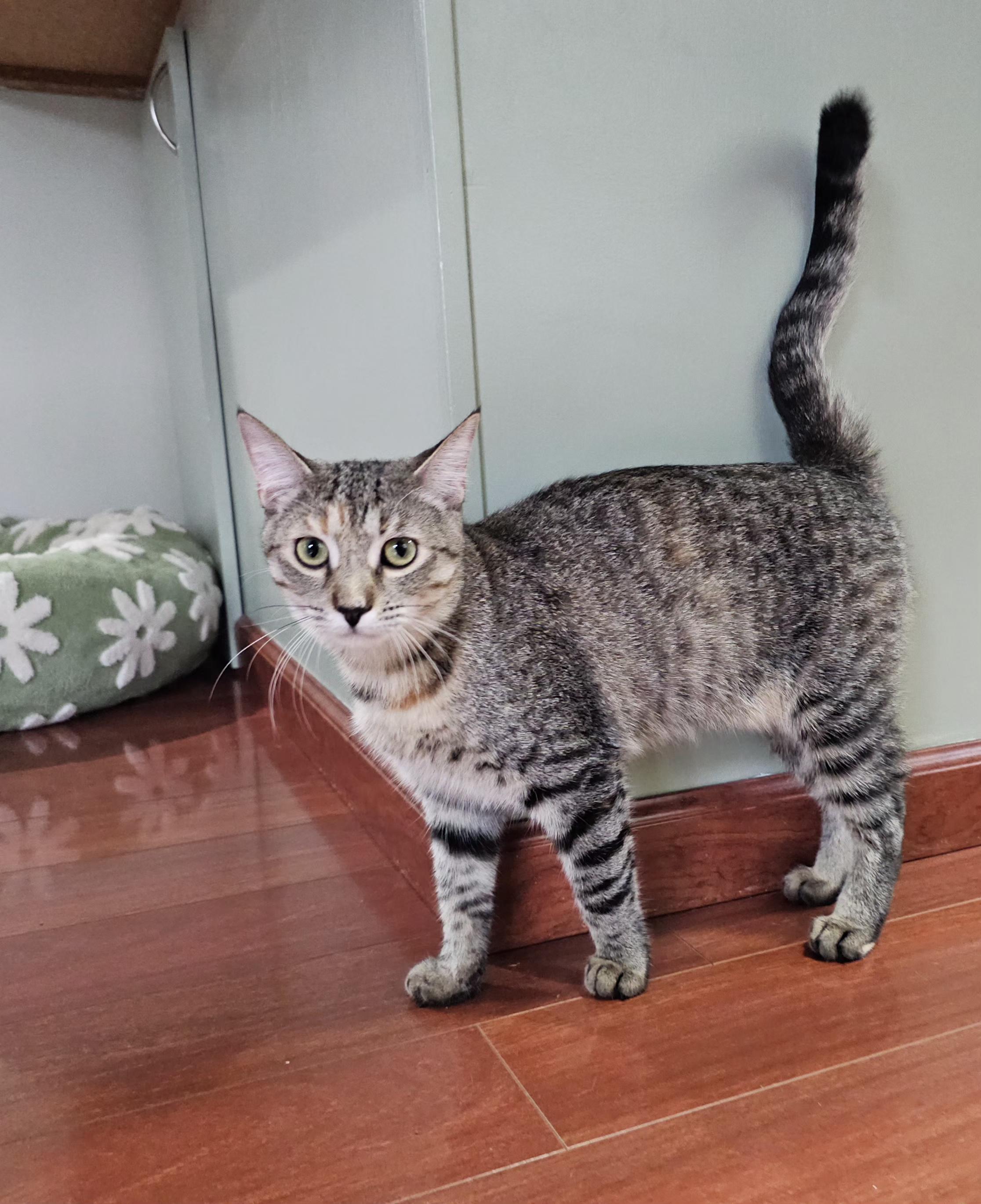 Sassy, an adoptable Tabby in Syracuse, NY image 3/6