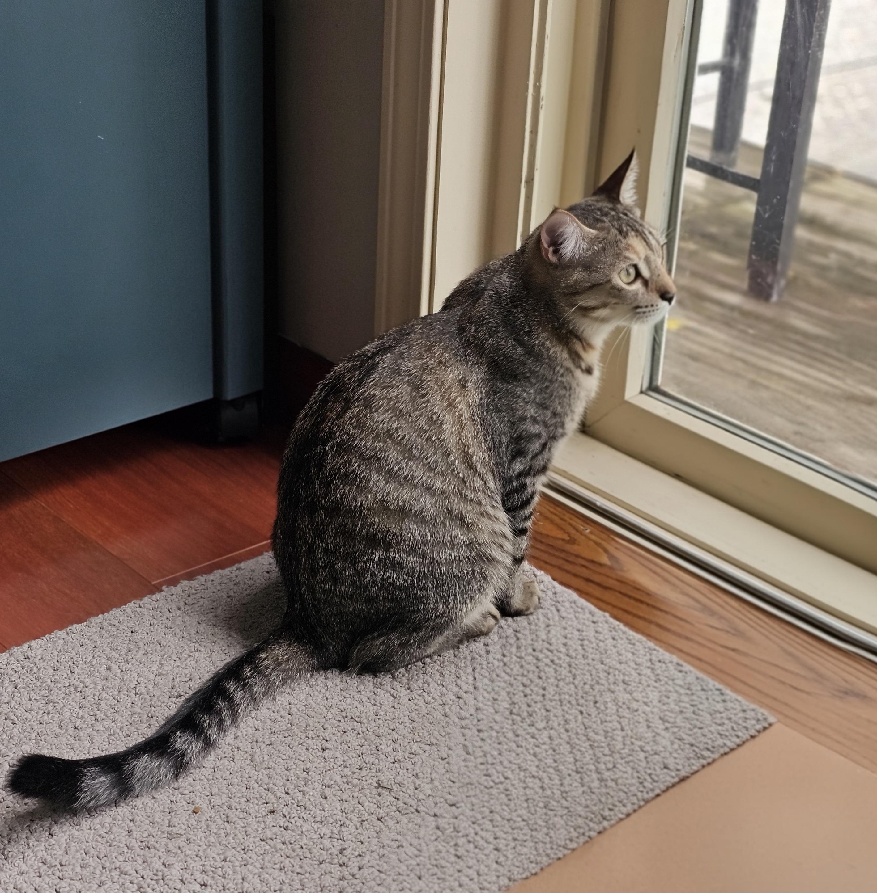 Sassy, an adoptable Tabby in Syracuse, NY image 6/6