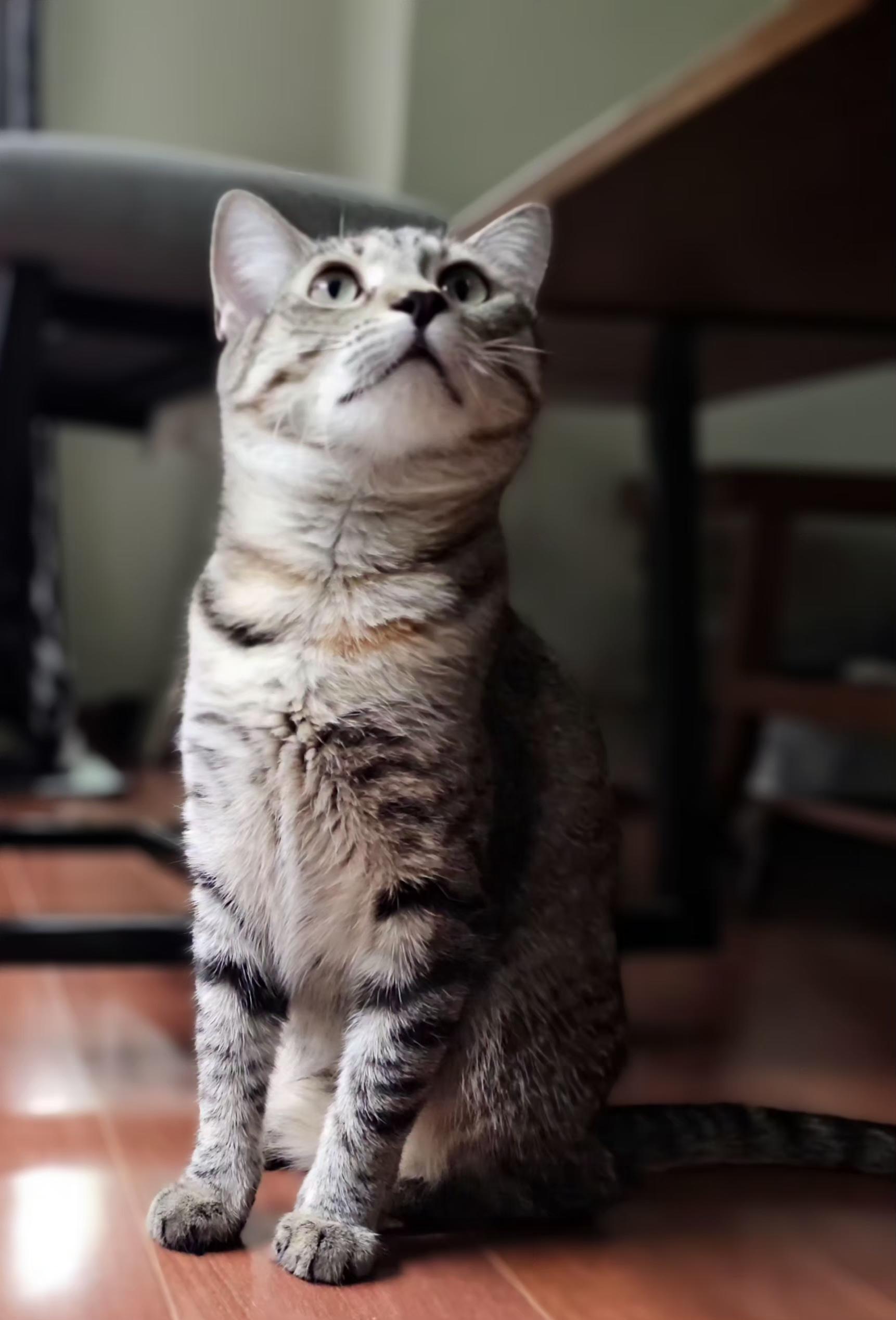 Sassy, an adoptable Tabby in Syracuse, NY image 5/6