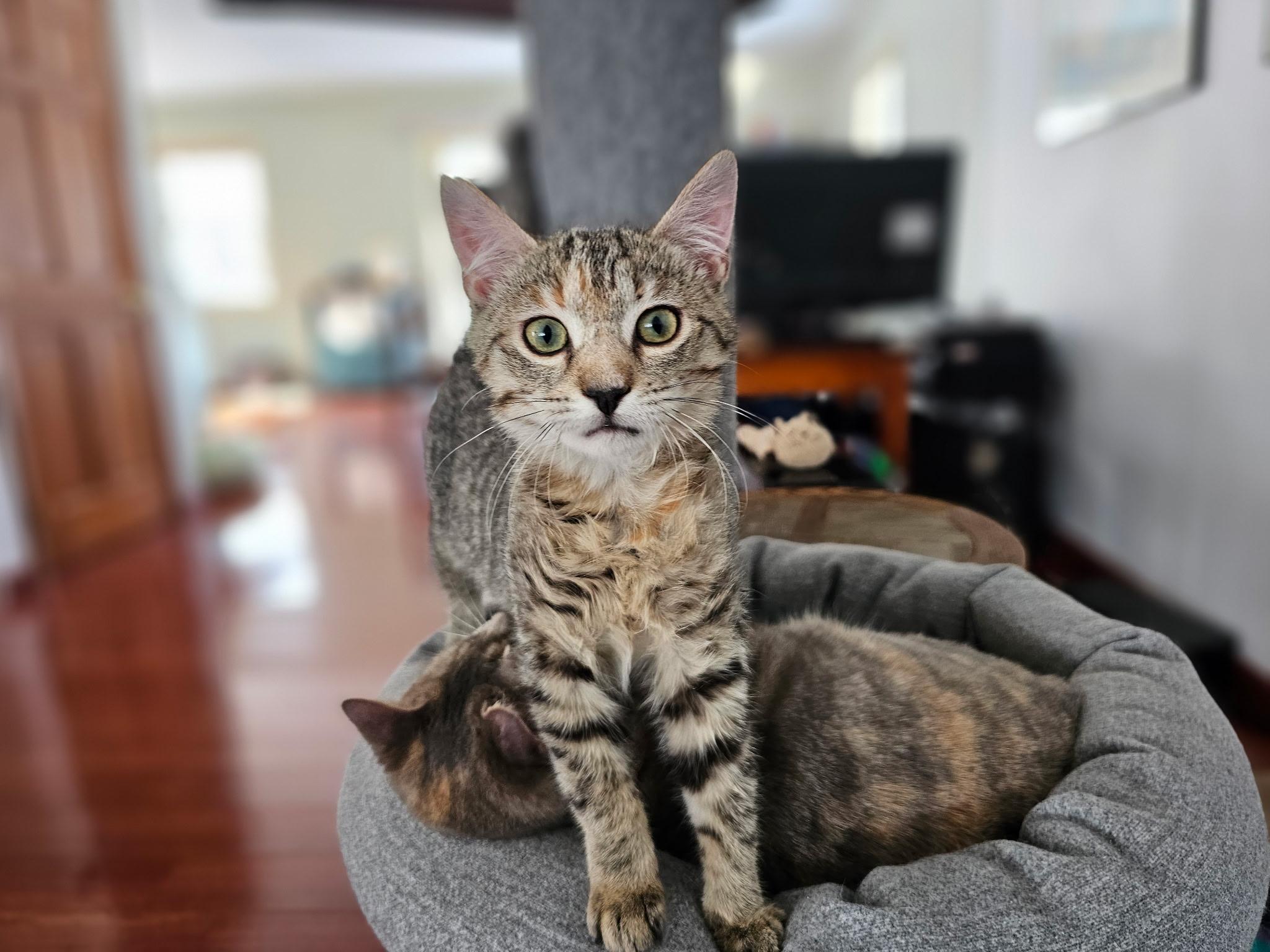 Enlarge Sassy, a ADOPTABLE Tabby in Syracuse, NY image 5/6