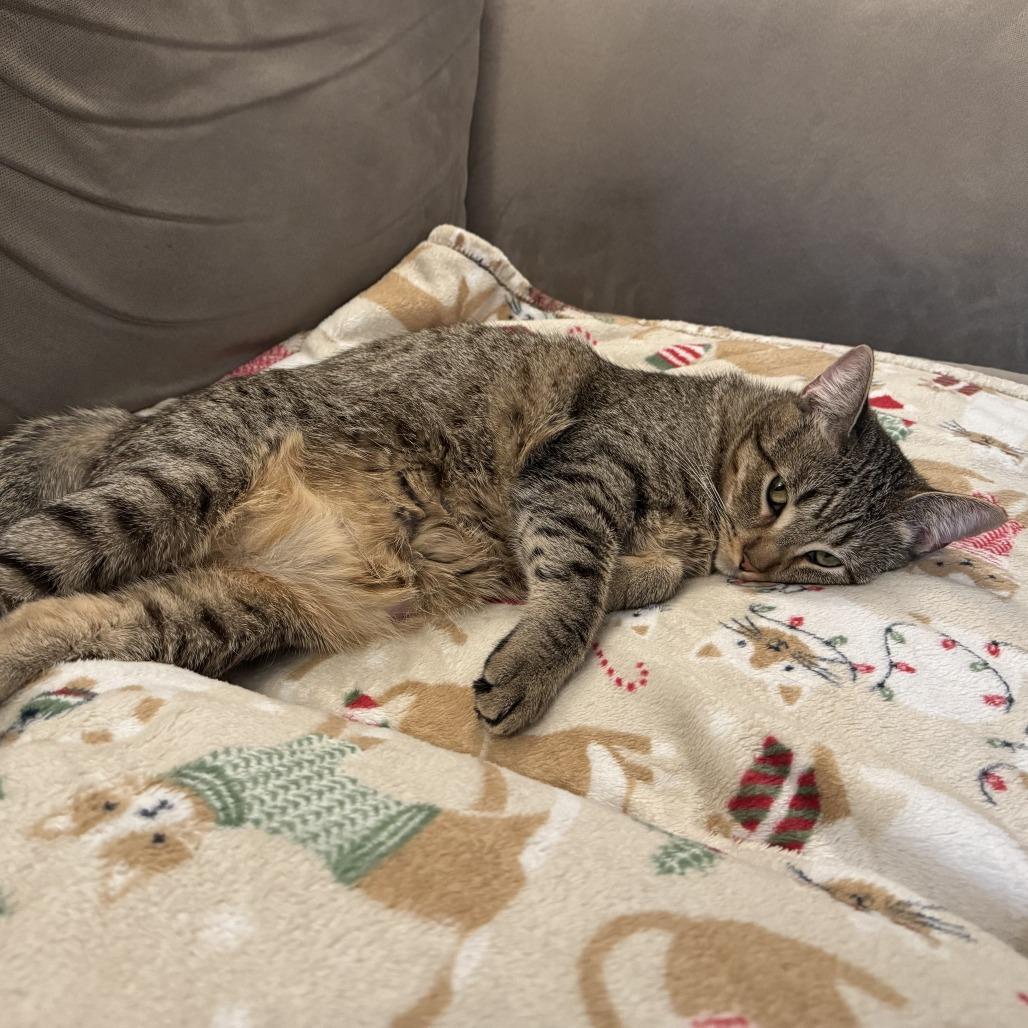 Chanel, a Adoptable Domestic Short Hair in Los Angeles, CA image 1/6
