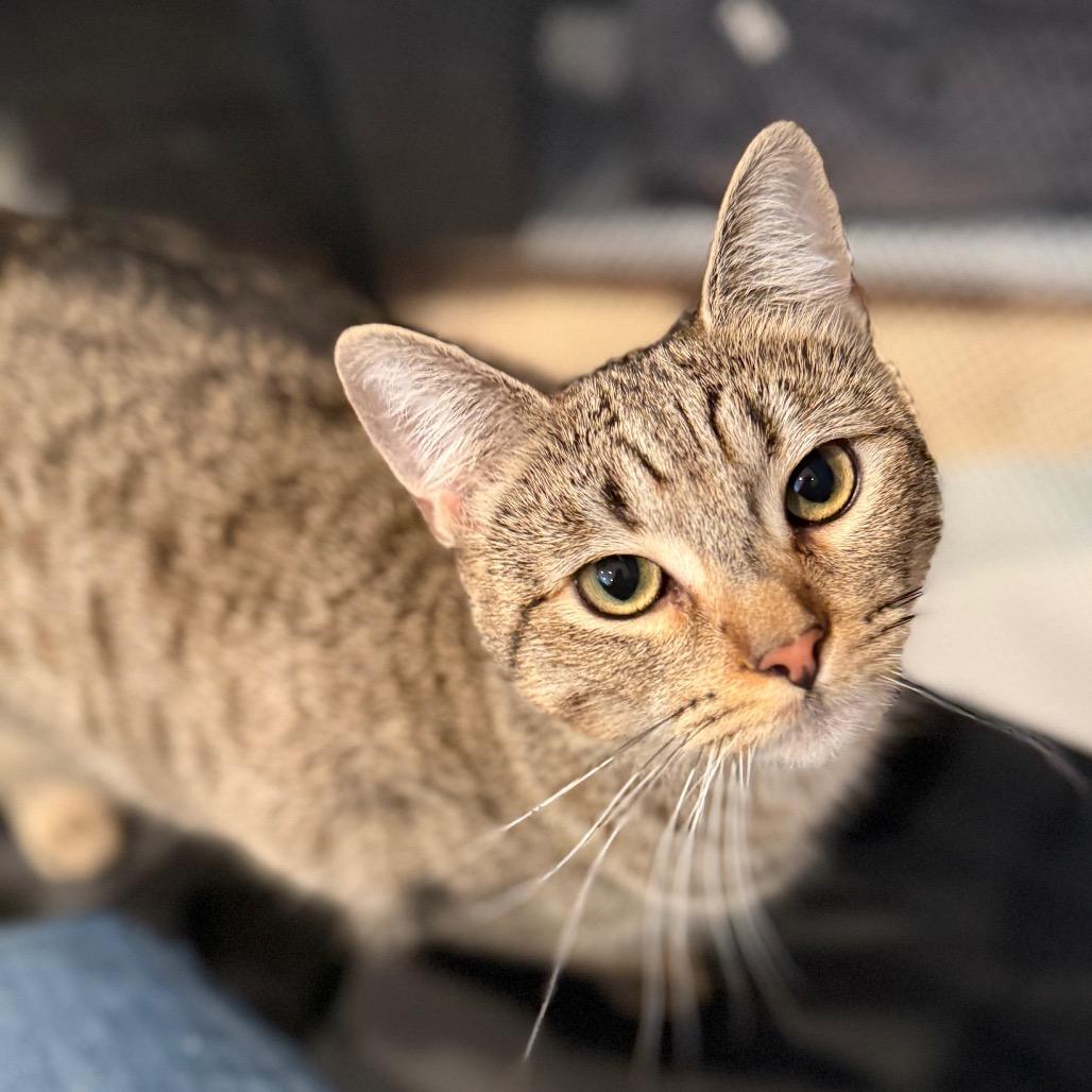 Chanel, a Adoptable Domestic Short Hair in Los Angeles, CA image 2/6