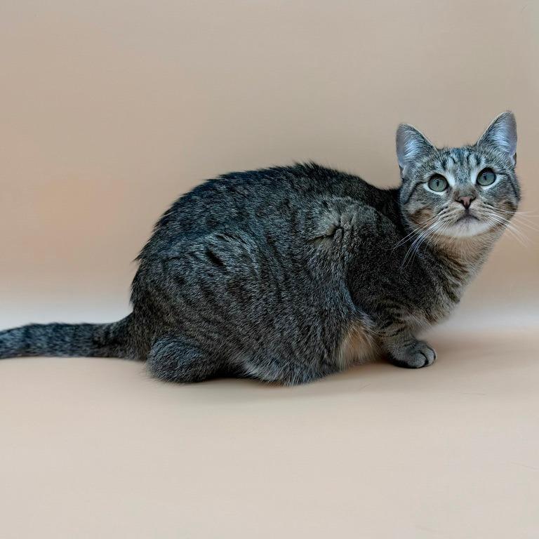 Chanel, a Adoptable Domestic Short Hair in Los Angeles, CA image 3/6
