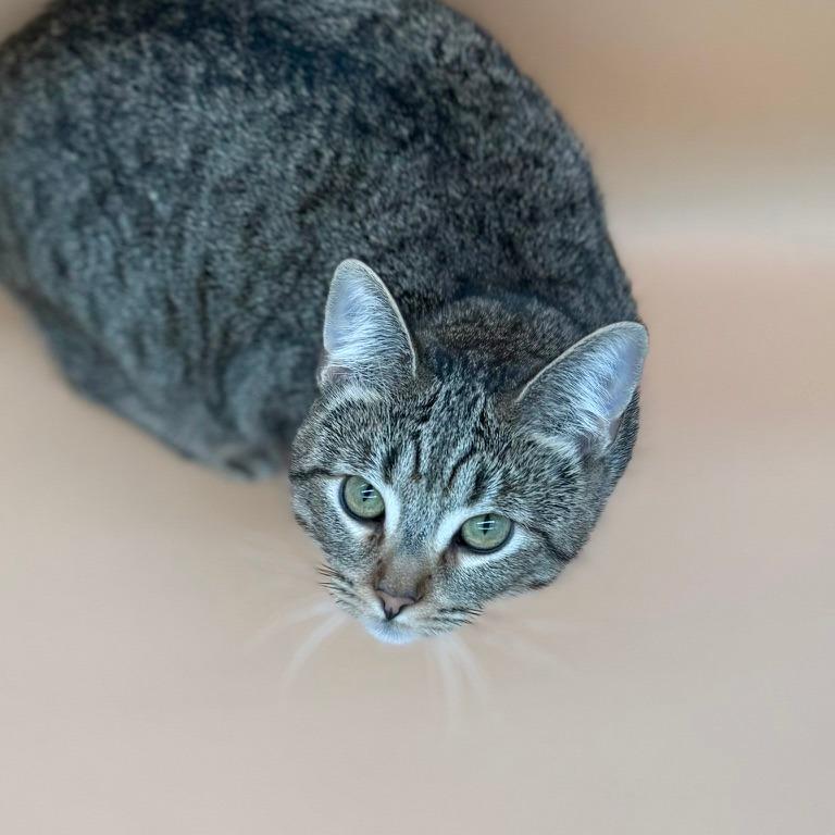 Chanel, a Adoptable Domestic Short Hair in Los Angeles, CA image 4/6
