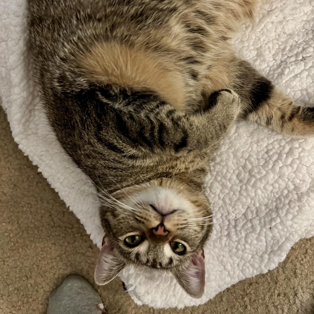 Chanel, a Adoptable Domestic Short Hair in Los Angeles, CA image 5/6