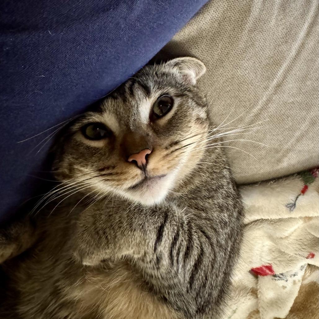 Chanel, a Adoptable Domestic Short Hair in Los Angeles, CA image 6/6