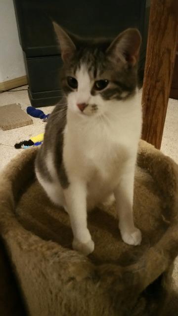 Hannah (with Falin), Adoptable, Senior Female Domestic Short Hair.