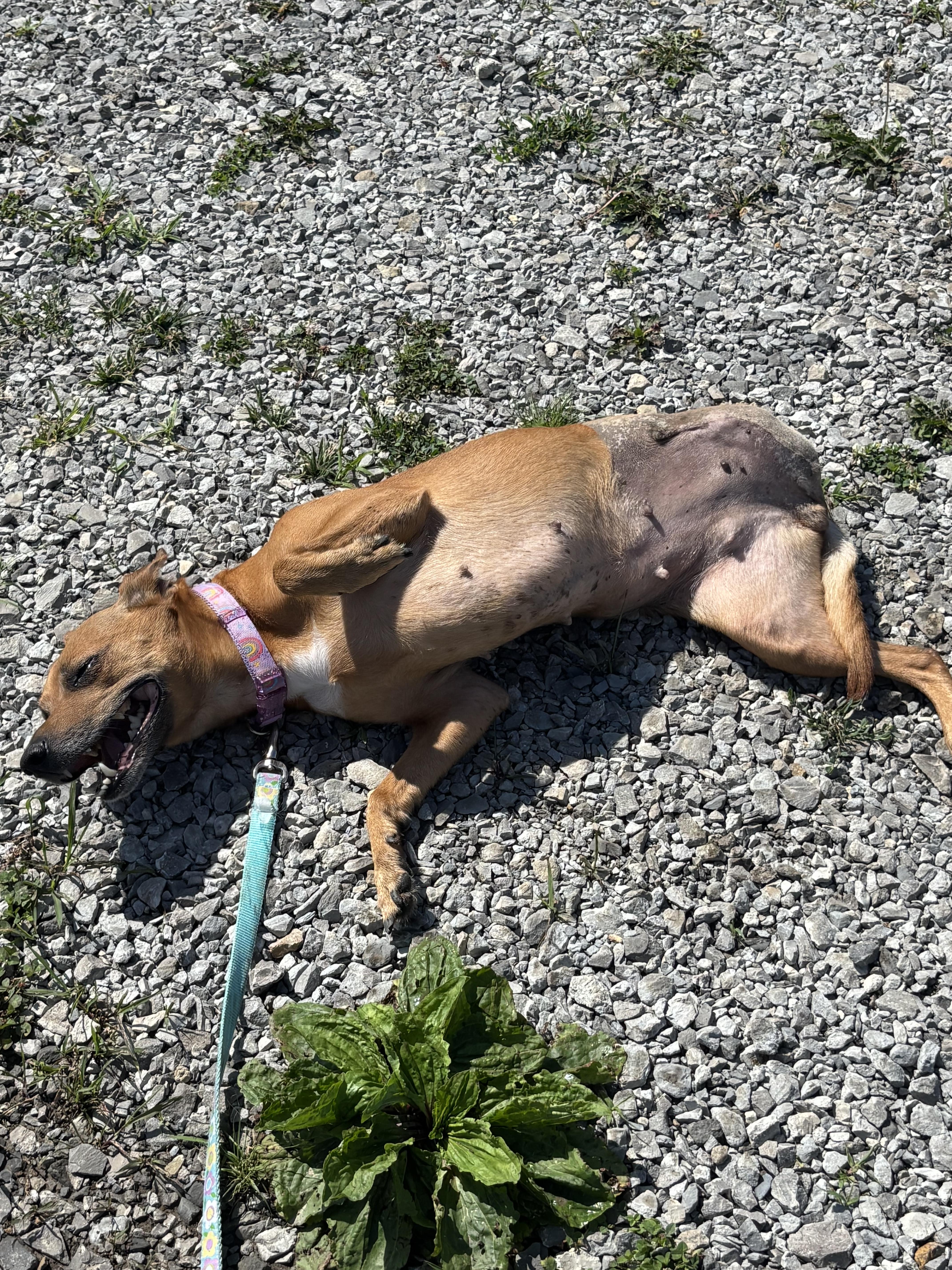 Loretta, an adoptable mixed breed in Liberty, MO image 3/4