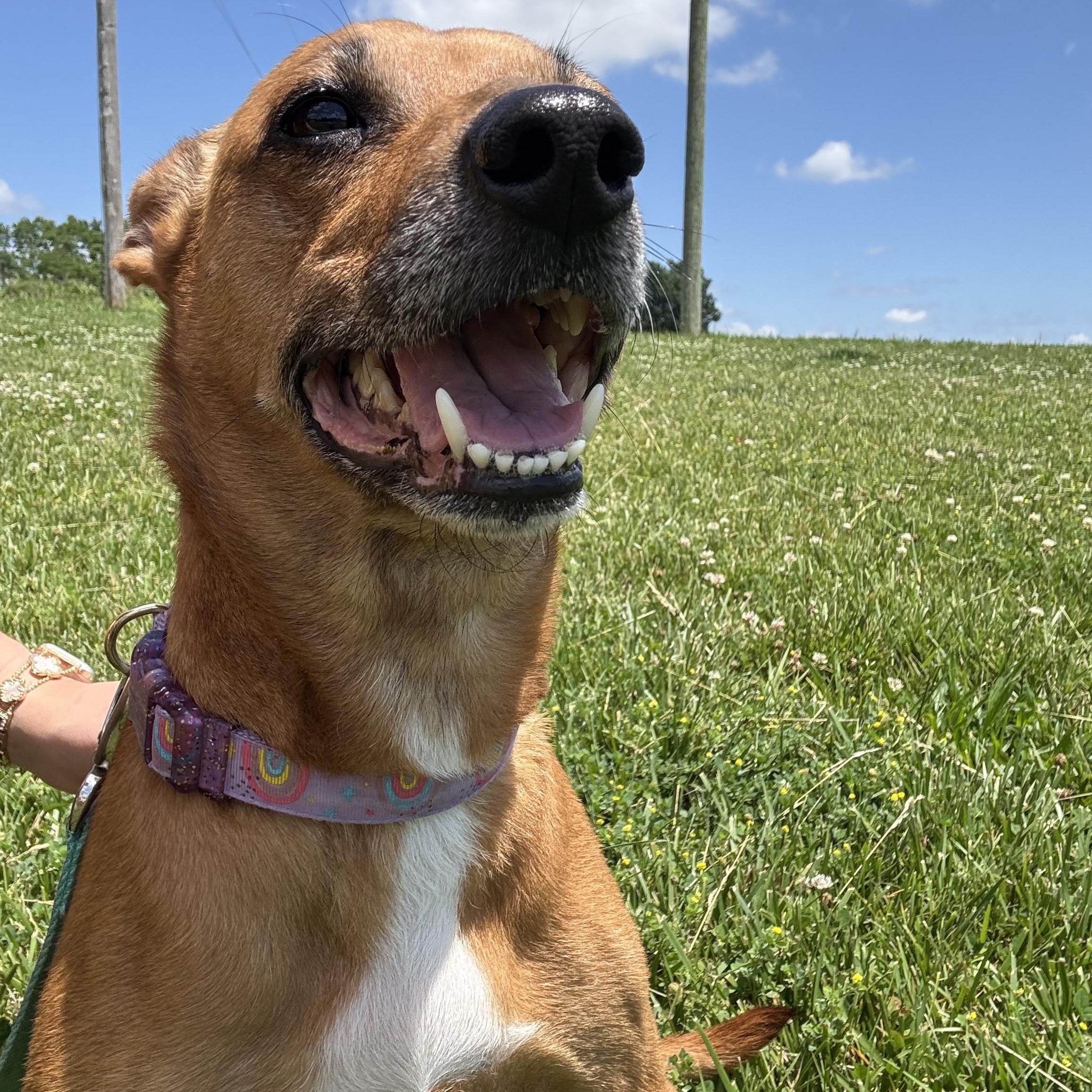 Loretta, adoptable, Adult Female Miniature Pinscher.