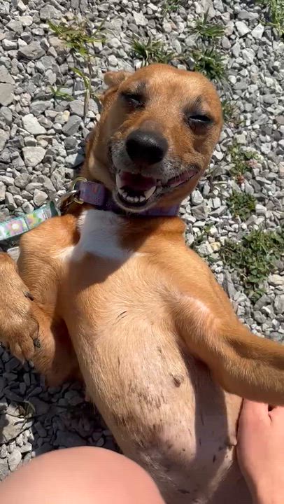 Enlarge Loretta, an adoptable mixed breed in Liberty, MO video 2/4